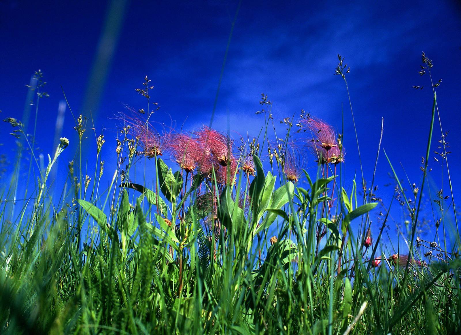 Wildlife Returns: The Ripple Effect of Restored Gardens (image credits: wikimedia)