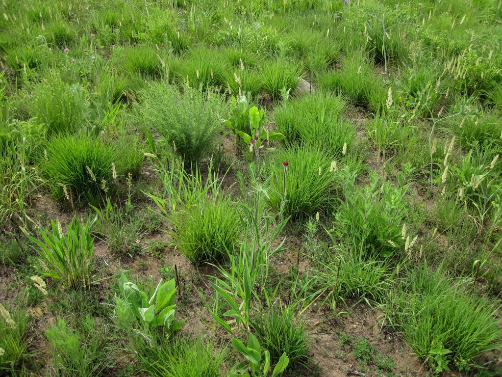 Restoration in Urban and Rural Landscapes (image credits: wikimedia)