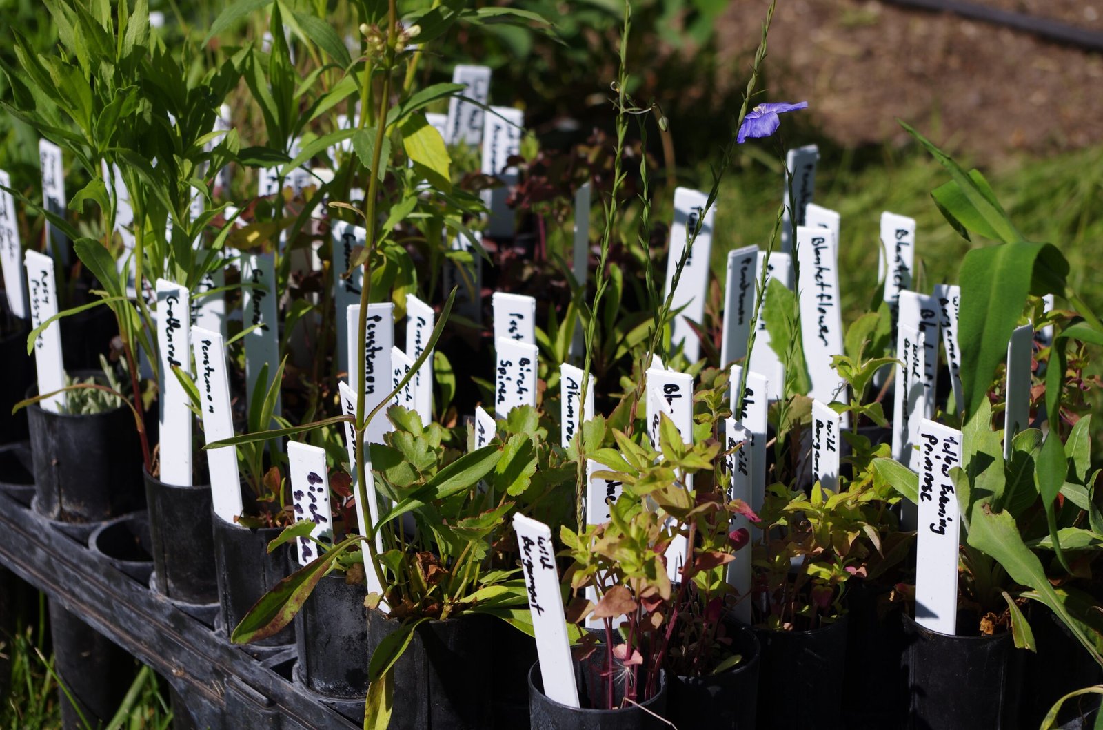 Simple Steps for Starting Your Own Native Garden (image credits: wikimedia)