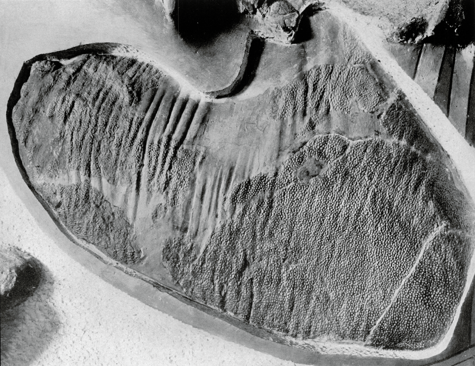 Skin Impressions: More Than Skin Deep (image credits: wikimedia)