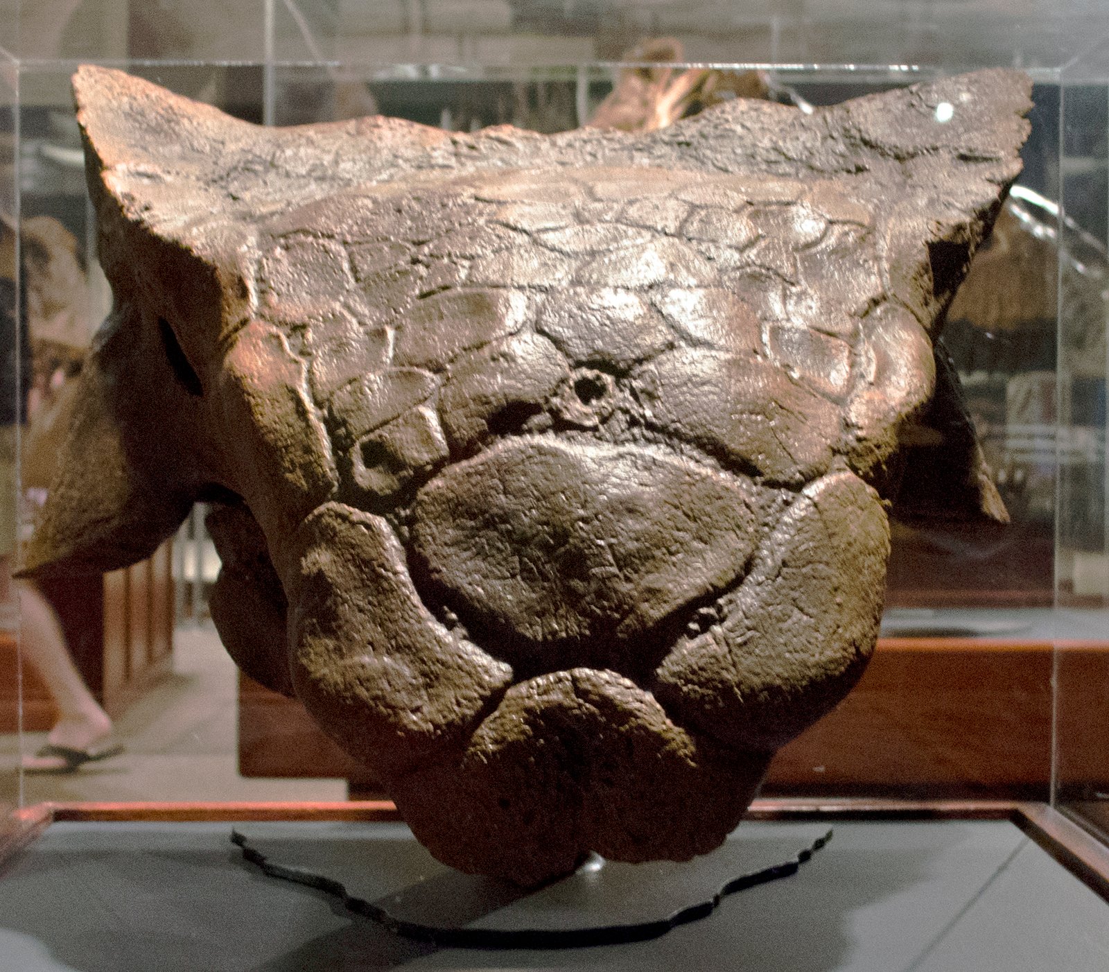 Armor Within Armor: The Case of Ankylosaurs (image credits: wikimedia)