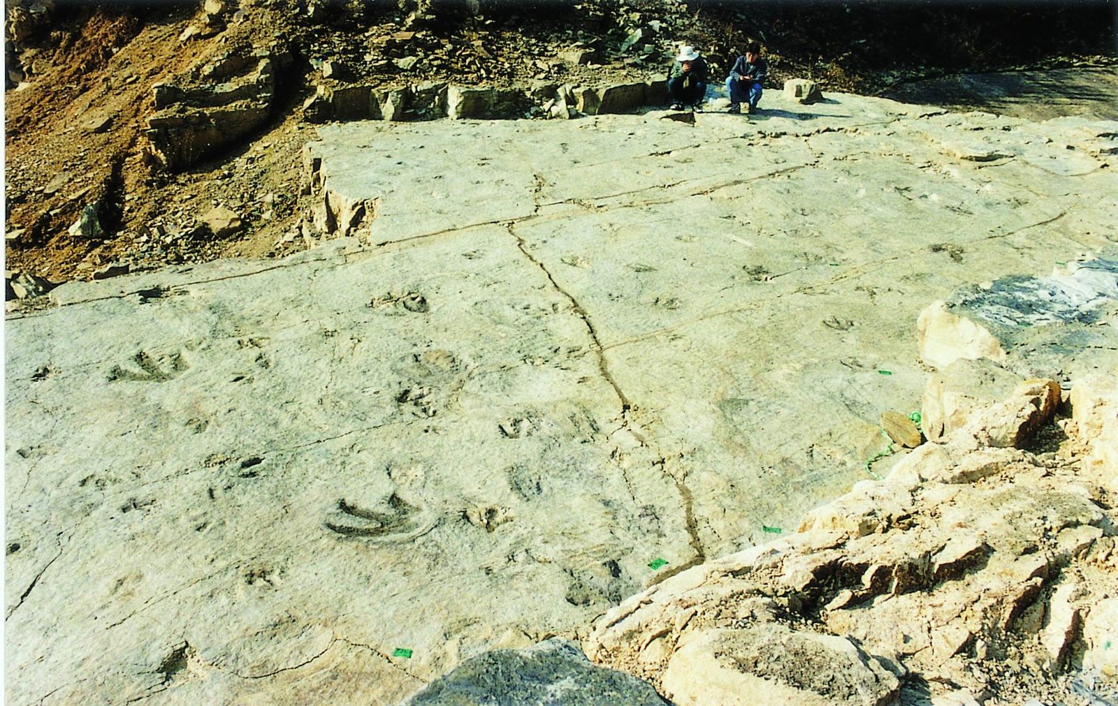 Trace Fossils: Shadows of Ancient Skin (image credits: wikimedia)