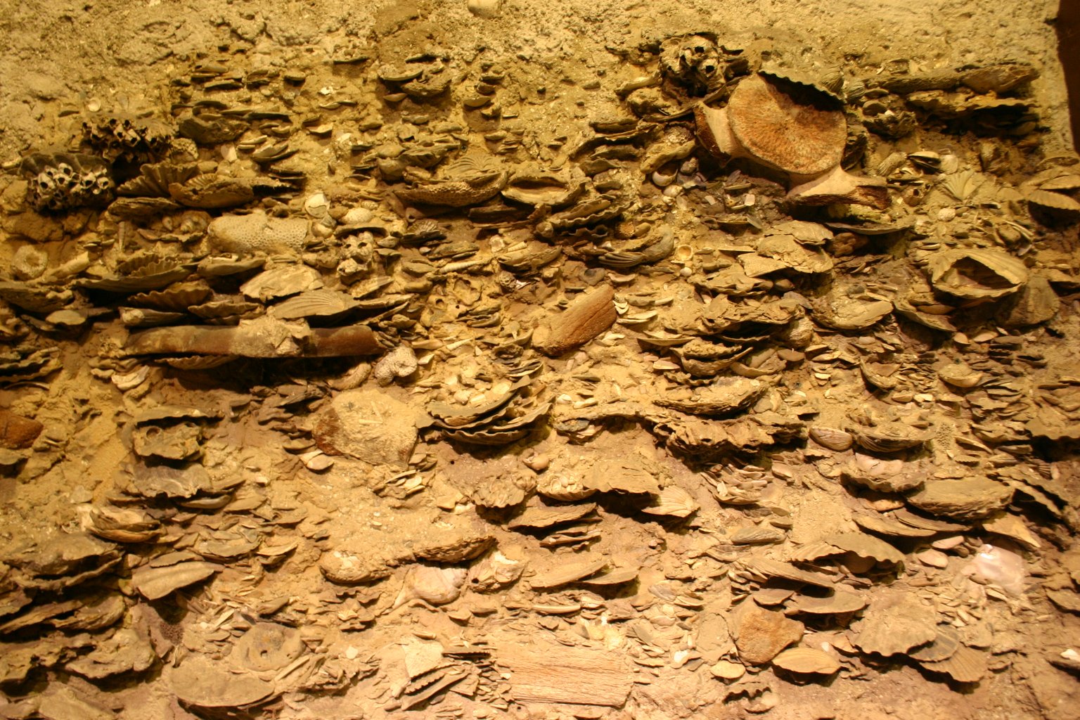 Lessons From Fossils-Within-Fossils (image credits: wikimedia)