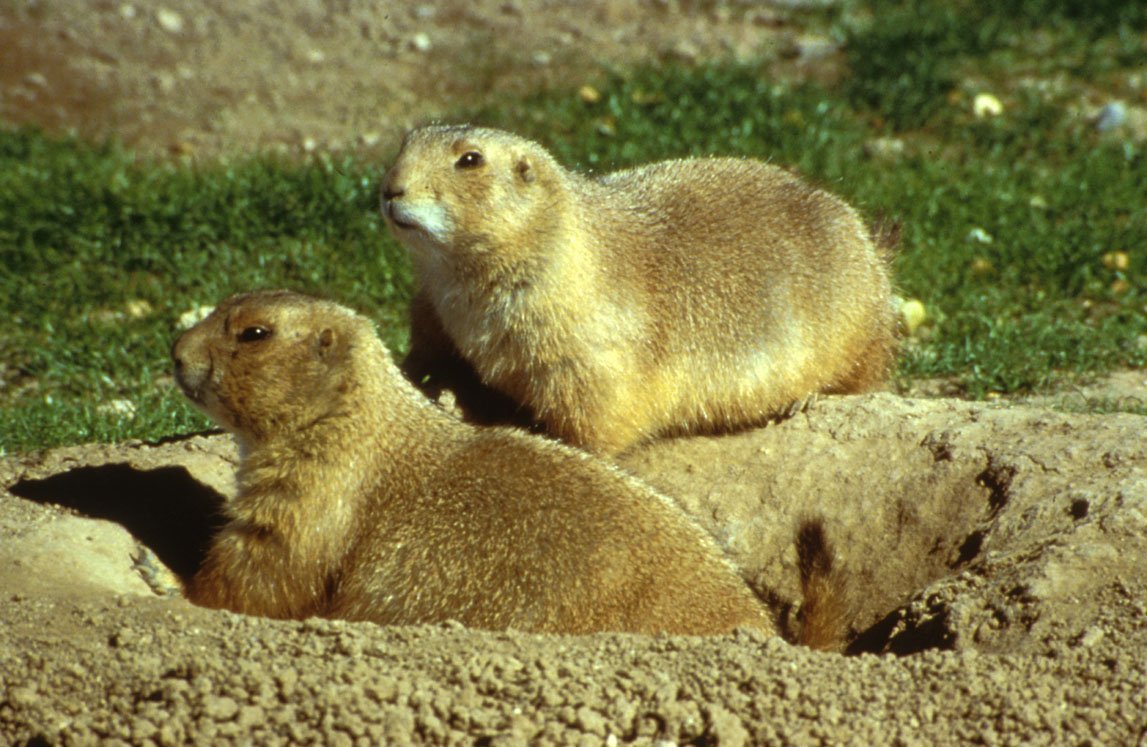 The Unique Architecture of Prairie Dog Towns (image credits: wikimedia)