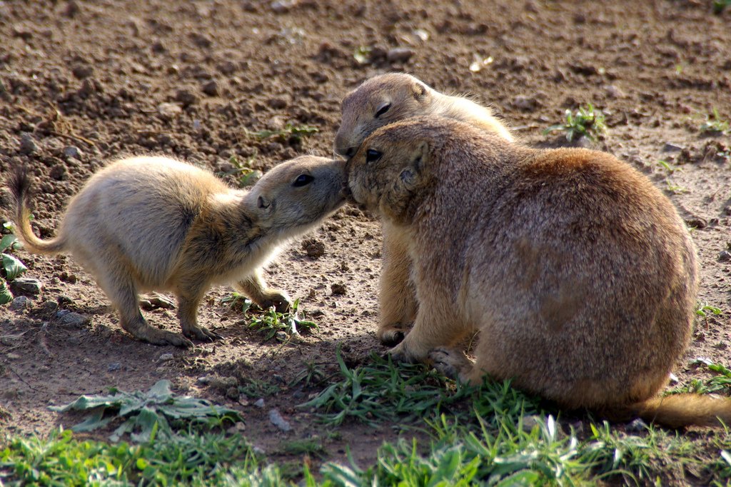 Prairie Dogs: The Unsung Architects (image credits: wikimedia)