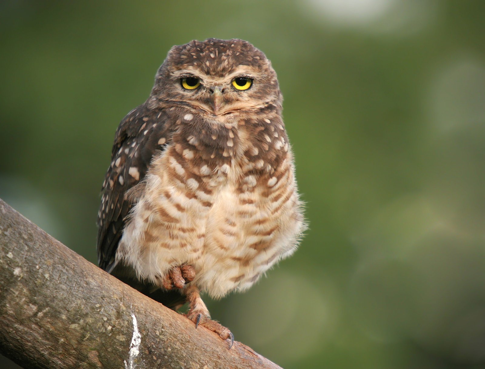 Burrowing Owls: Masters of Coexistence (image credits: wikimedia)