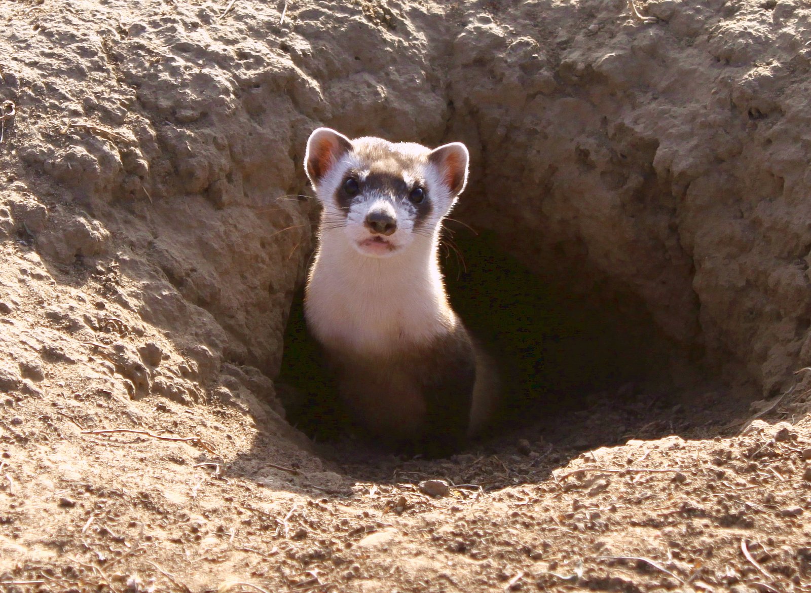 Black-Footed Ferrets: The Rarest of the Rare (image credits: wikimedia)
