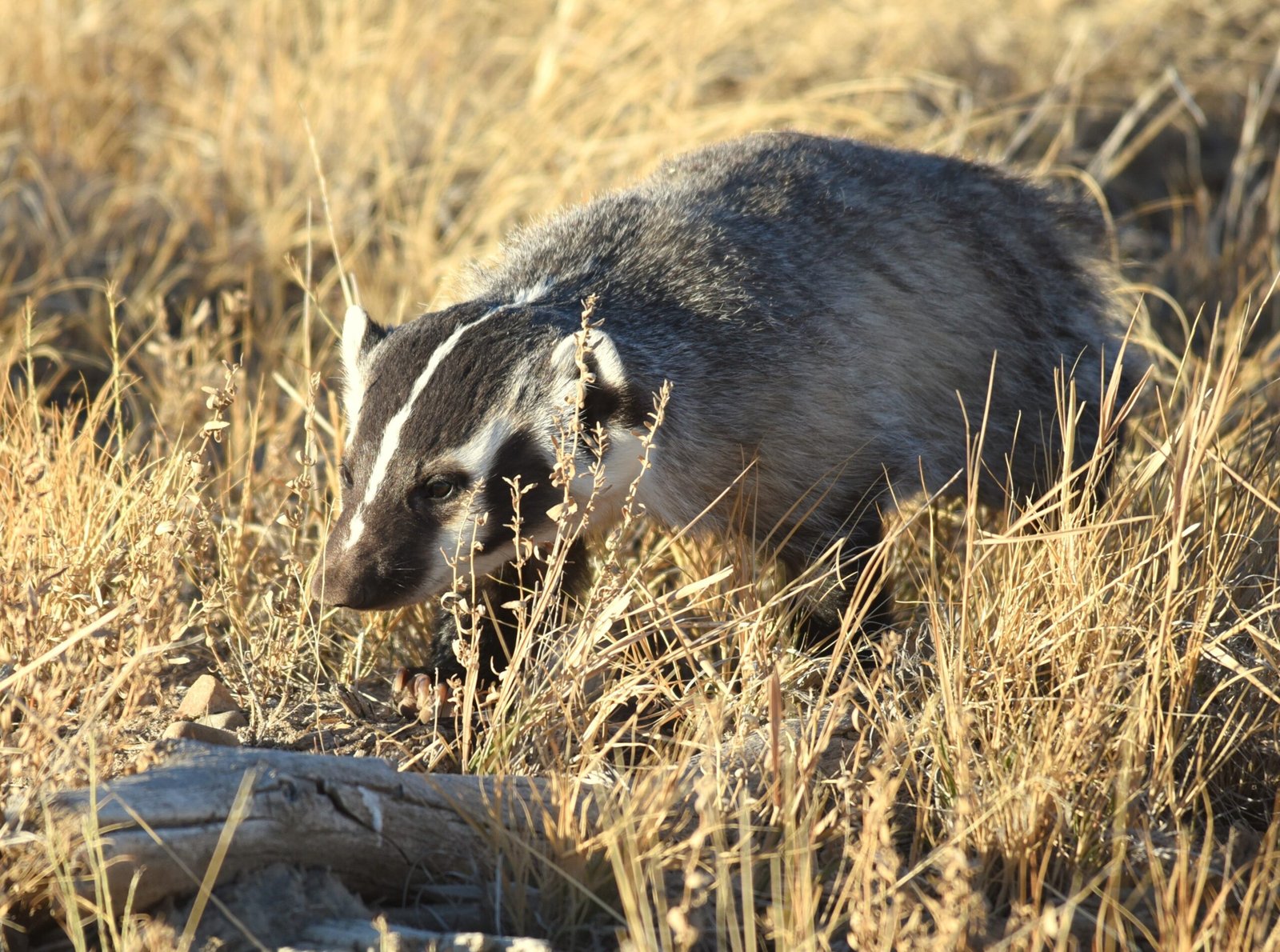 Badgers: The Relentless Hunters (image credits: wikimedia)