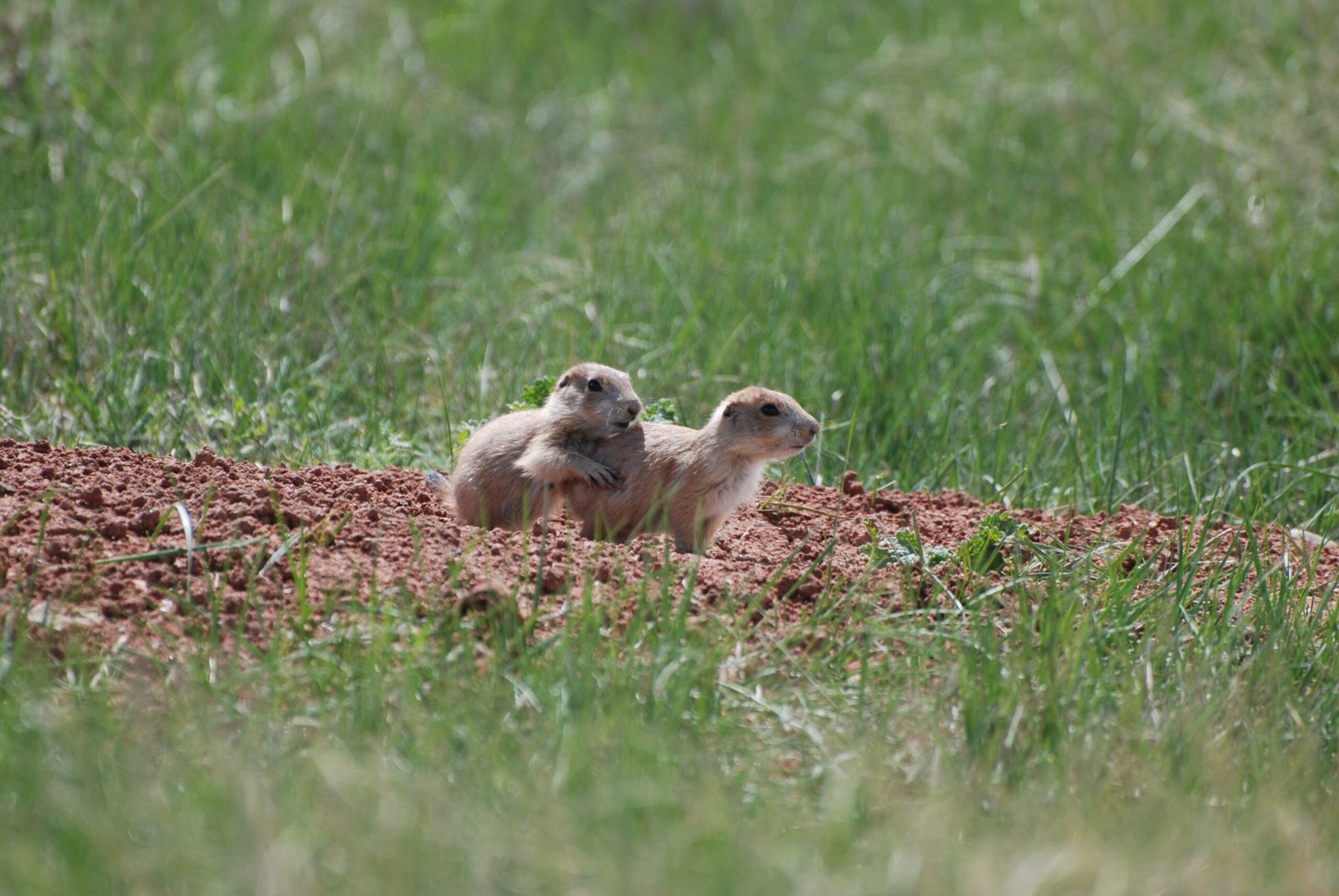 Birds Beyond the Burrow (image credits: wikimedia)