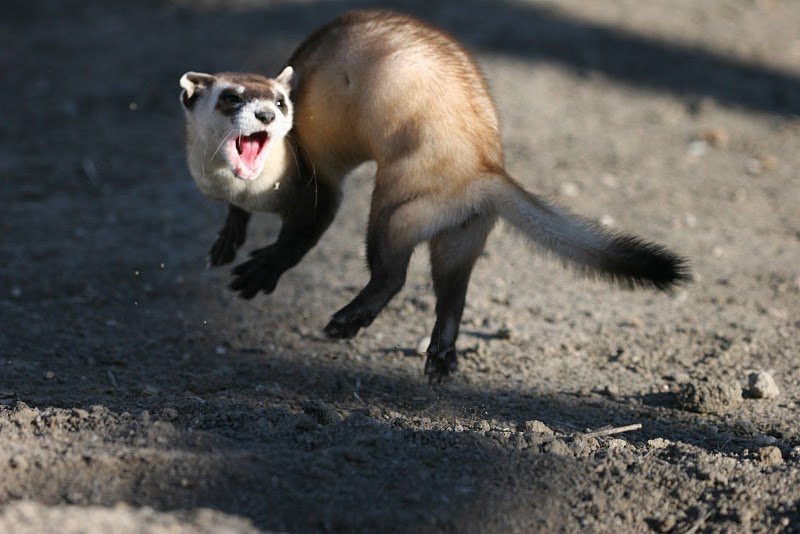 Once Lost: The Mysterious Disappearance of the Black-Footed Ferret (image credits: wikimedia)