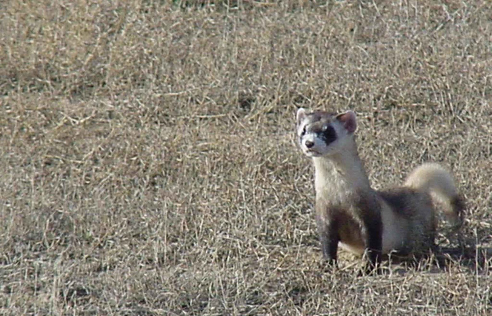 Racing Against Time: The Last Wild Ferrets (image credits: wikimedia)
