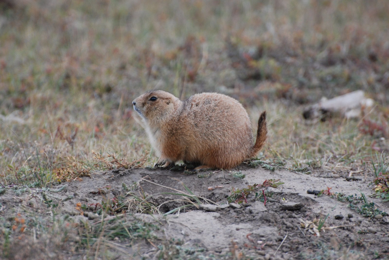 The Role of Prairie Dogs: An Unbreakable Bond (image credits: wikimedia)