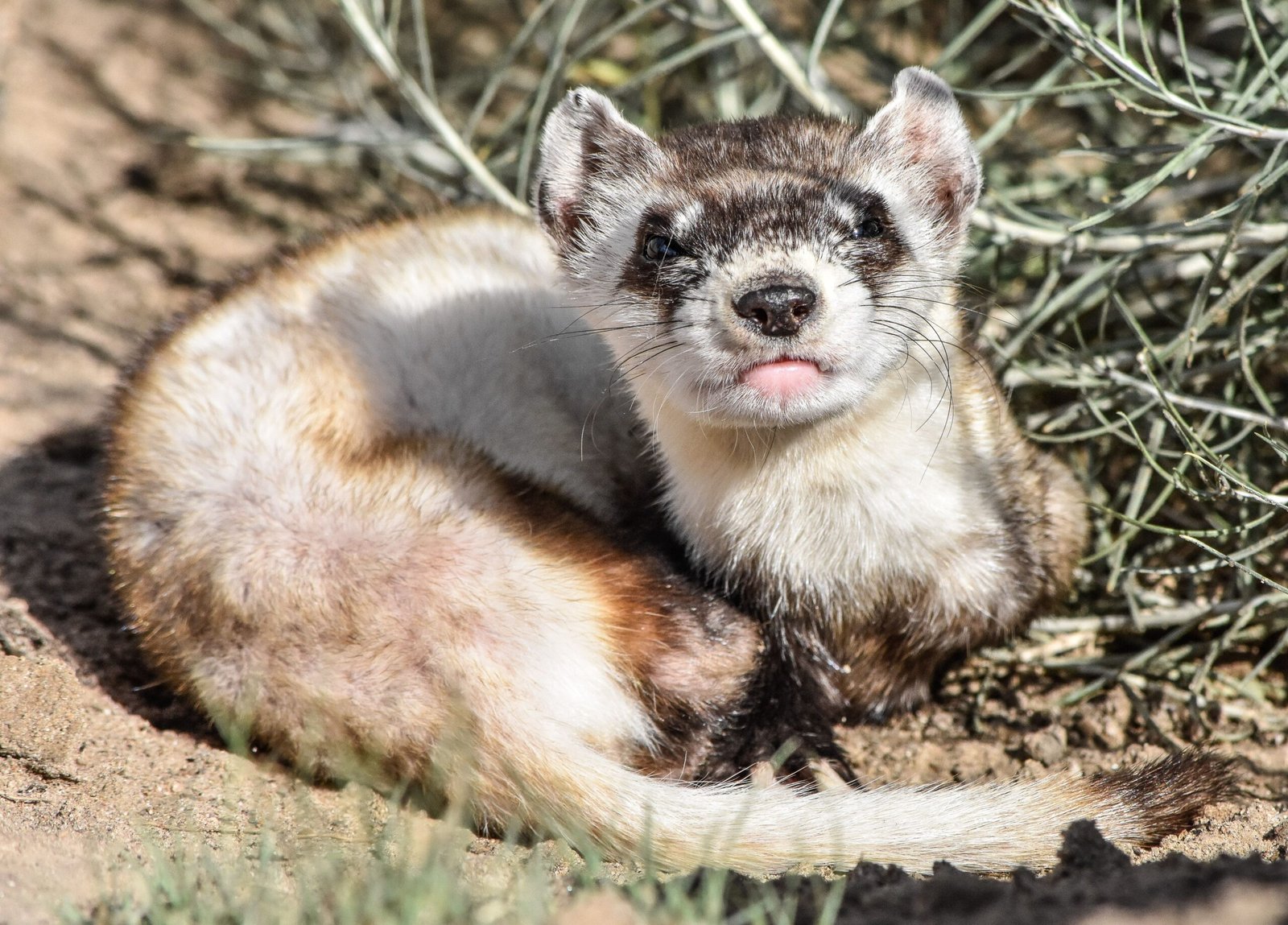 Reintroduction into the Rockies: A Bold Experiment (image credits: wikimedia)