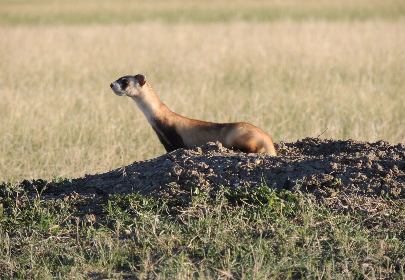 The Future: Continuing the Fight for Survival (image credits: wikimedia)