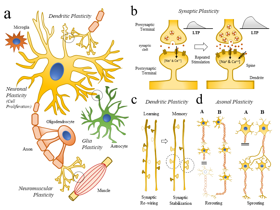 How Experience Shapes the Brain (image credits: wikimedia)