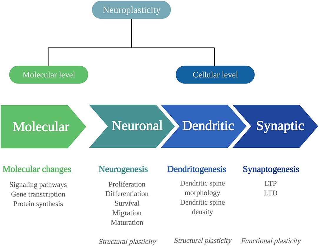 Unlocking Potential: Harnessing Plasticity for Growth (image credits: wikimedia)