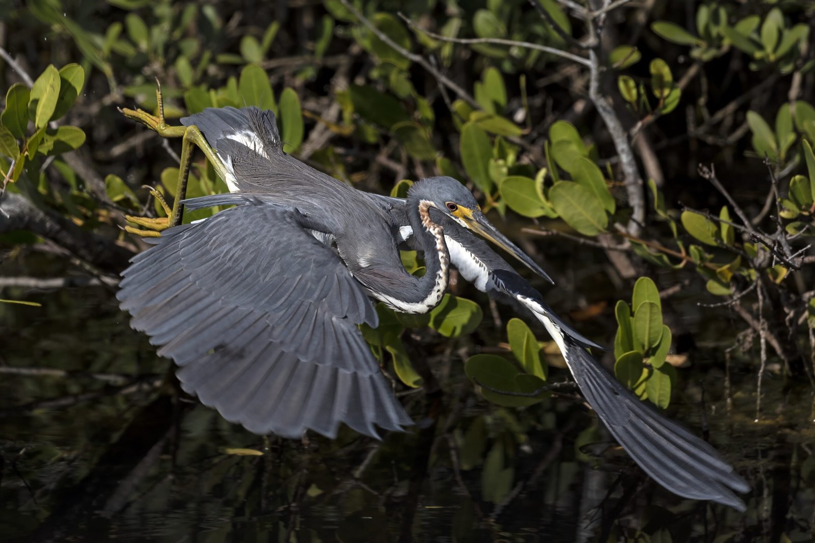 The Creation of the Merritt Island National Wildlife Refuge (image credits: wikimedia)