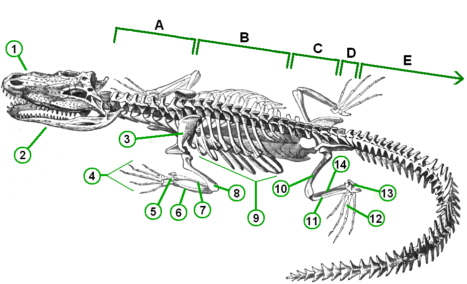 Similarities in Skeletal Structure (image credits: wikimedia)