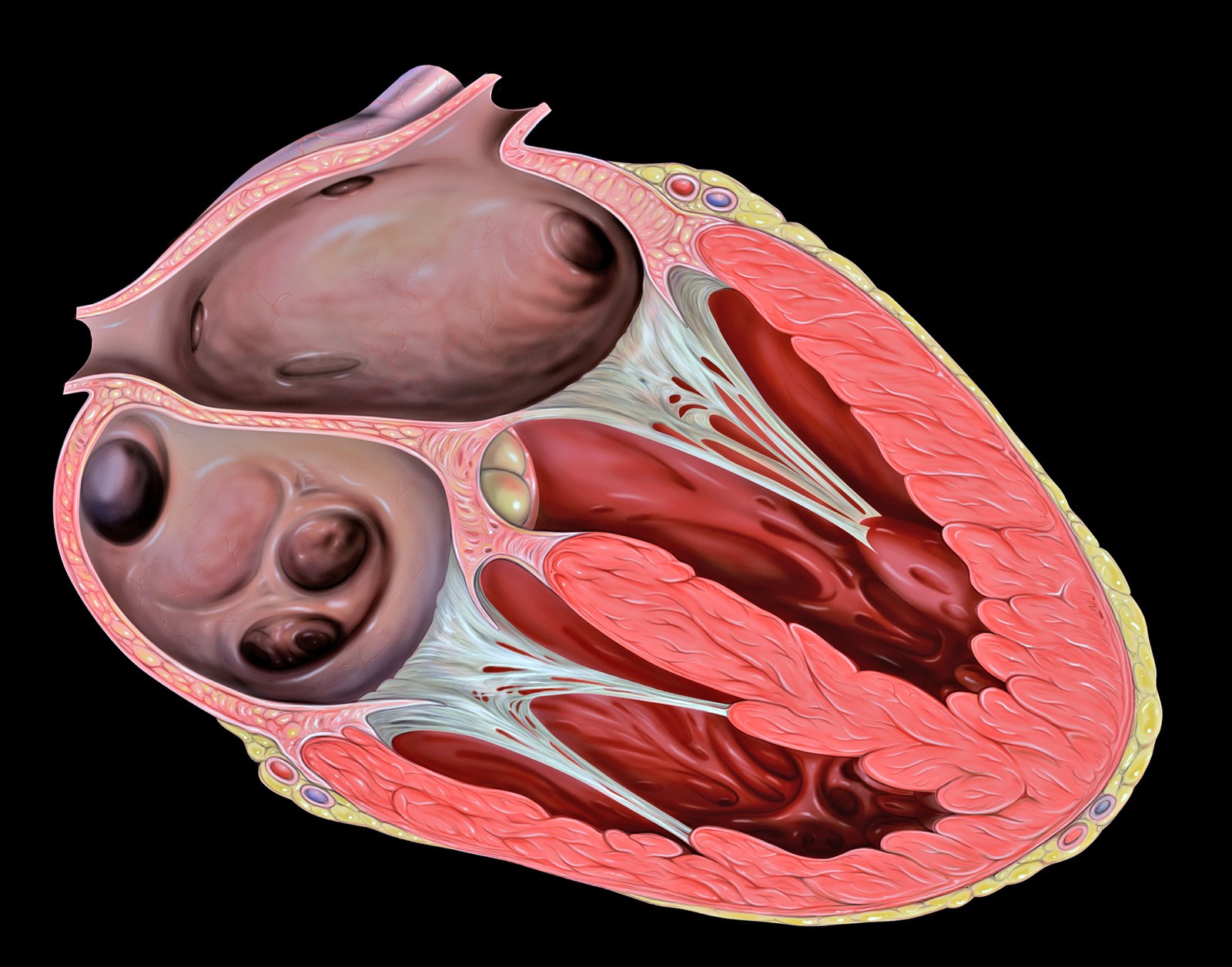 Four-Chambered Hearts (image credits: wikimedia)