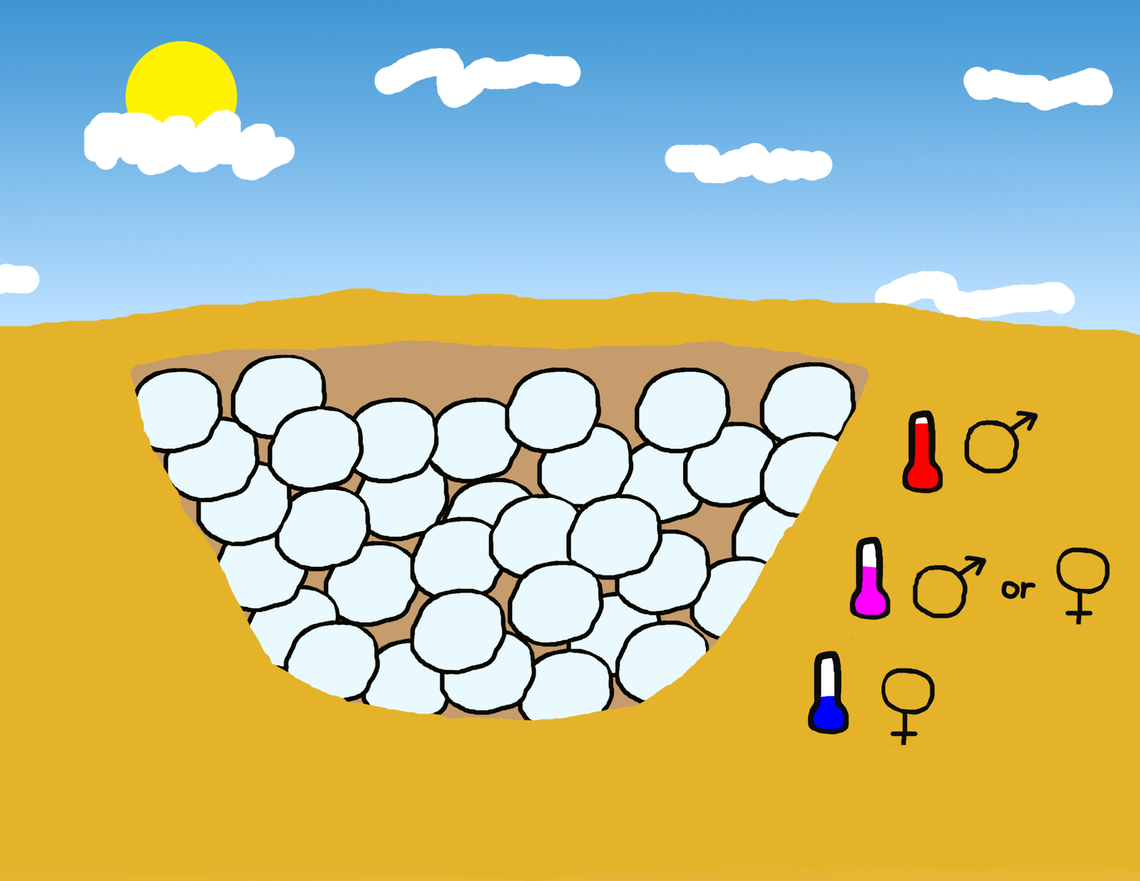 Temperature-Dependent Sex Determination (image credits: wikimedia)