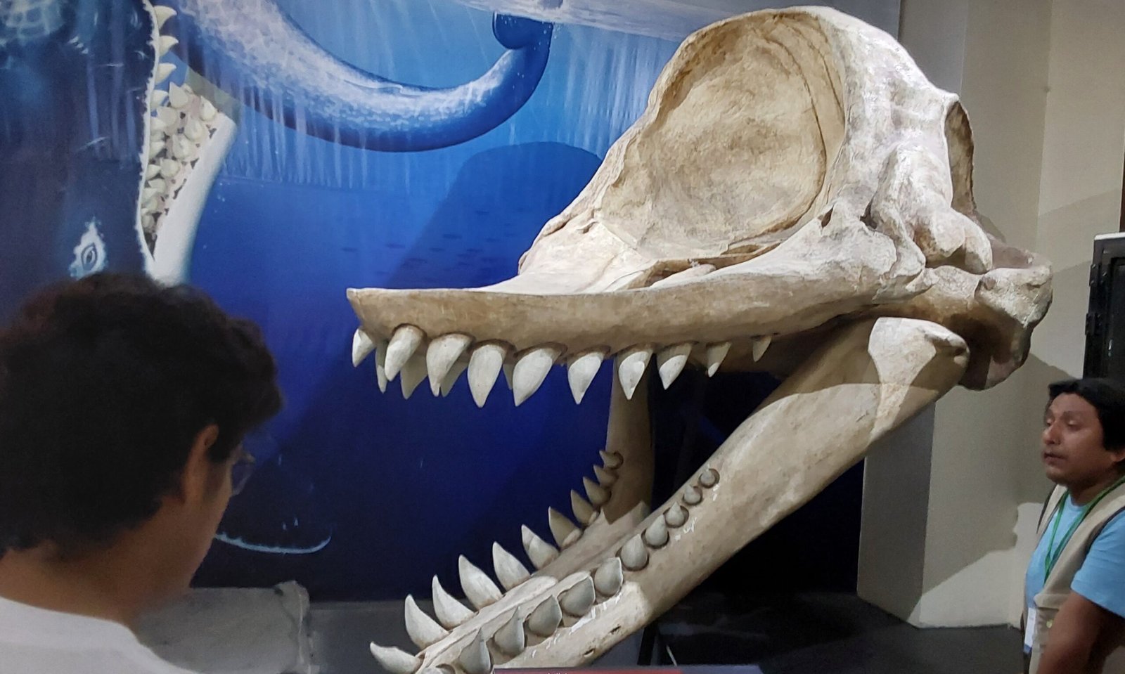 The Discovery That Shook Paleontology (image credits: wikimedia)