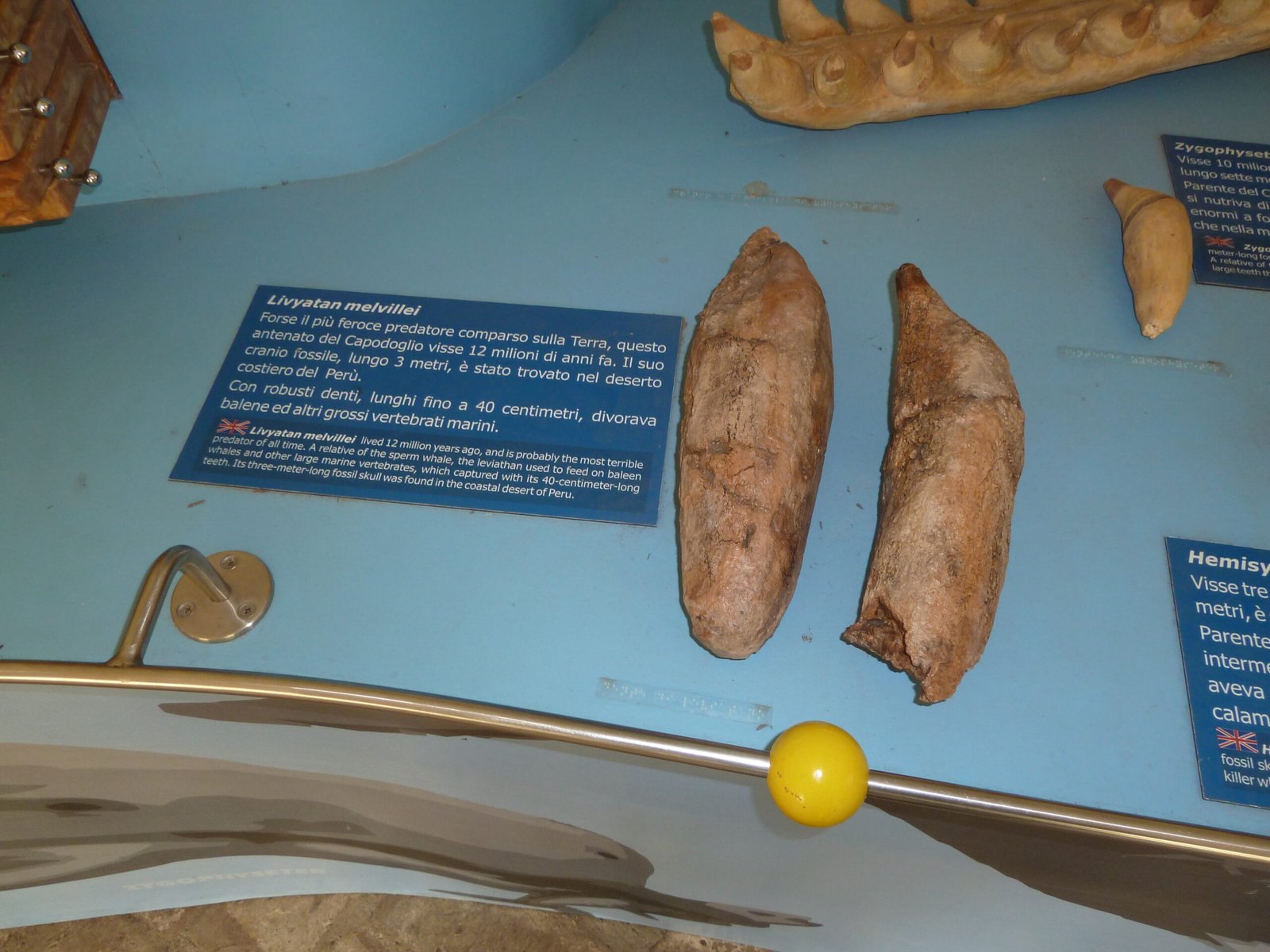 Fossil Clues: Unlocking Livyatan’s Secrets (image credits: wikimedia)