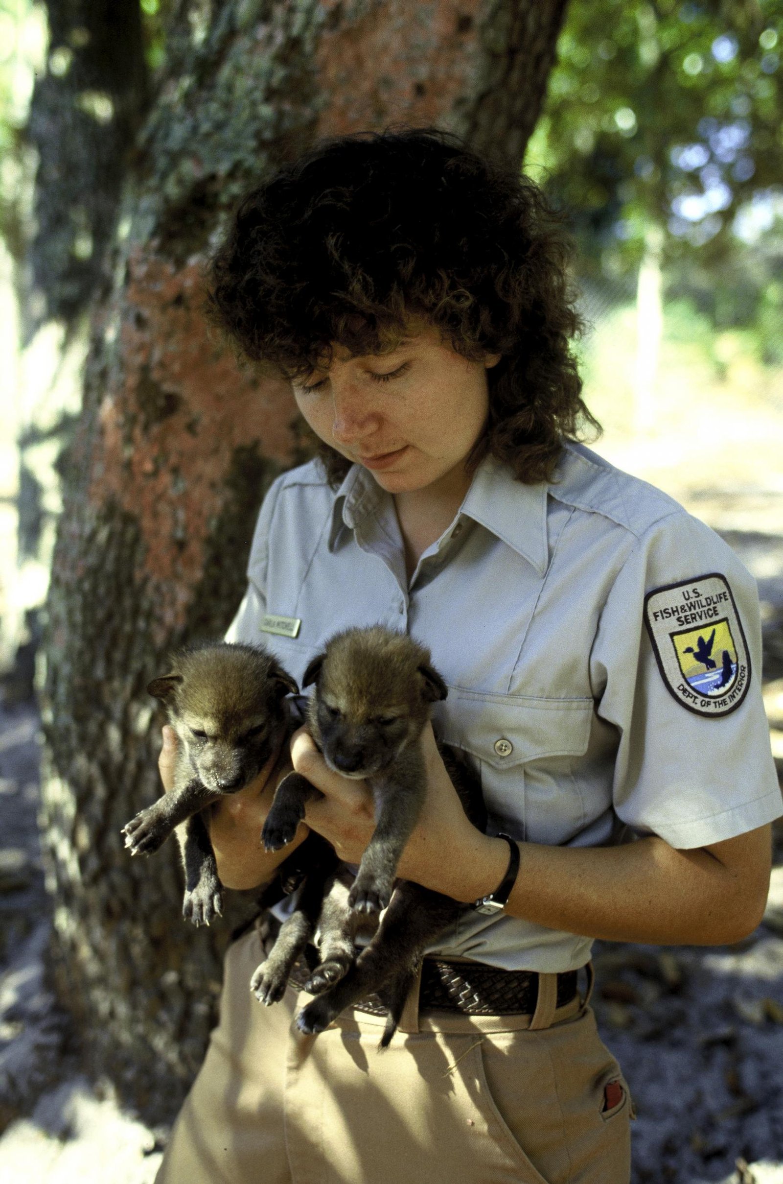 Captive Breeding: A Lifeline for Endangered Species (image credits: wikimedia)