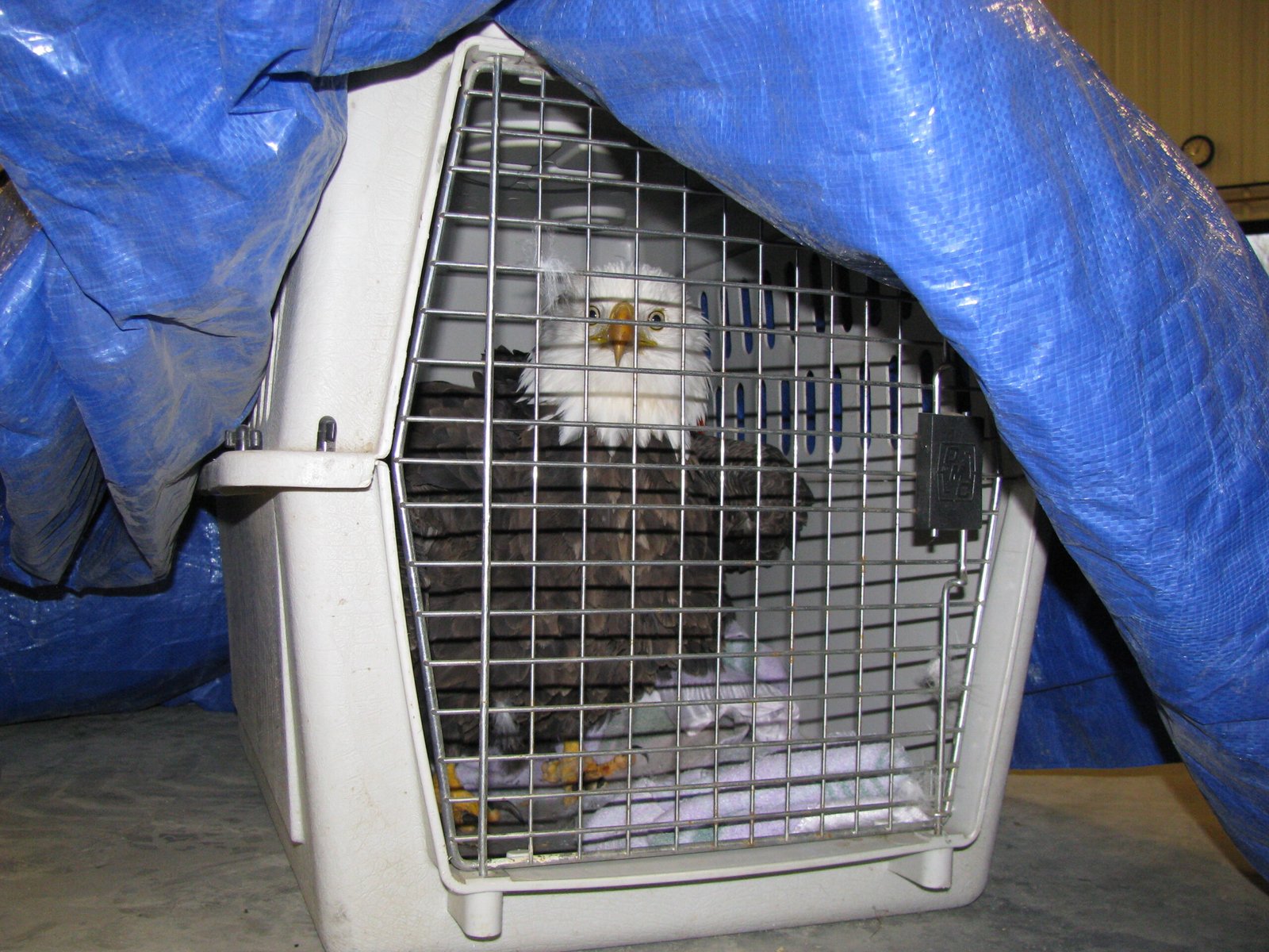 Preparing Animals for Life Beyond the Zoo (image credits: wikimedia)