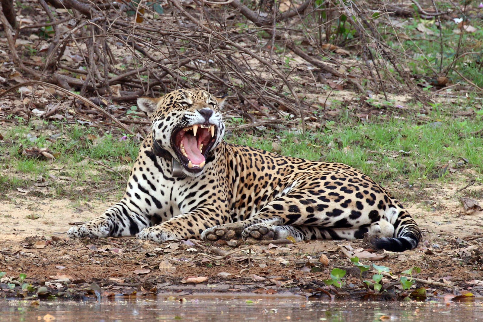 Tracking Success: Monitoring Reintroduced Populations (image credits: wikimedia)