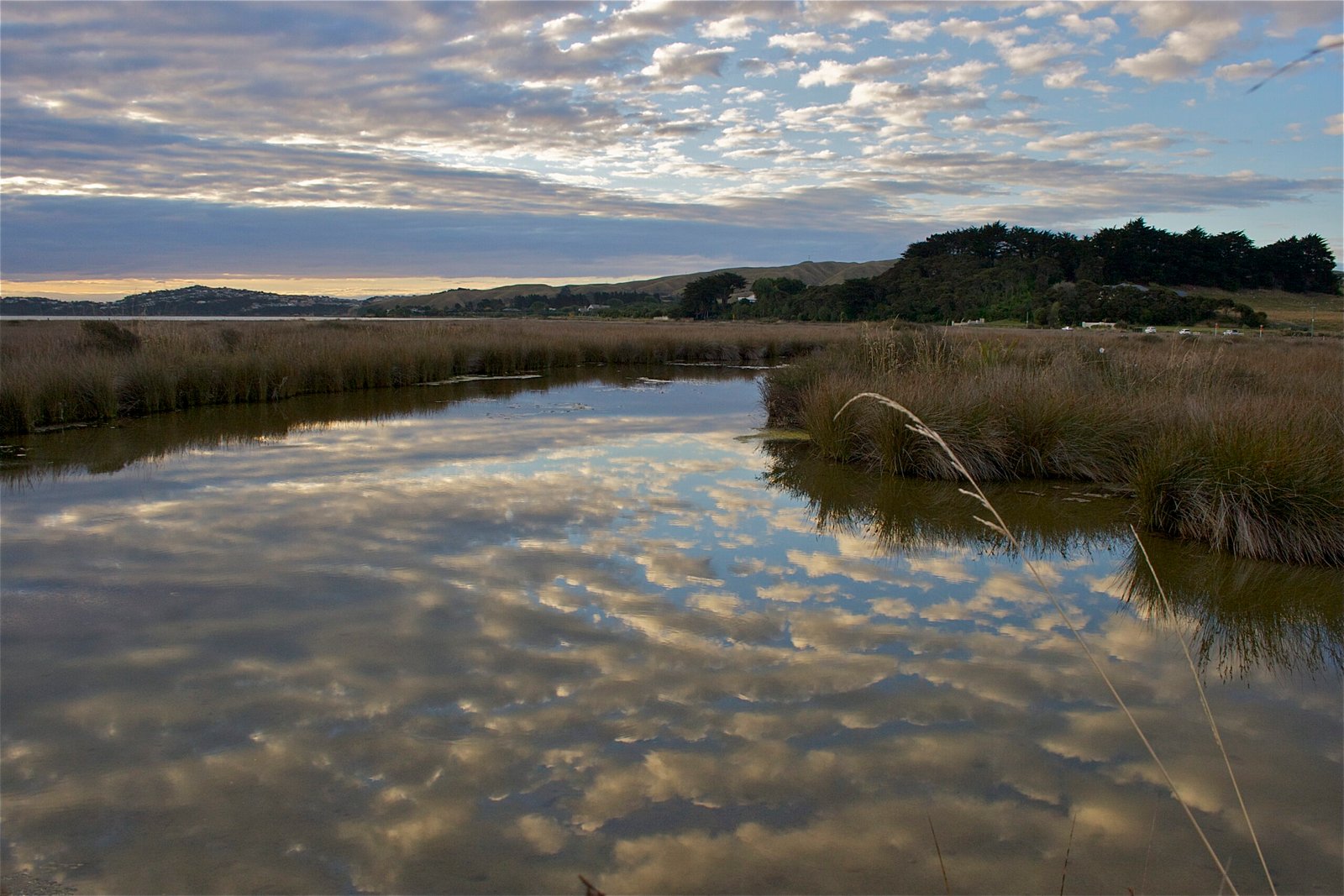 Global Collaboration: Working Together for Wildlife (image credits: wikimedia)