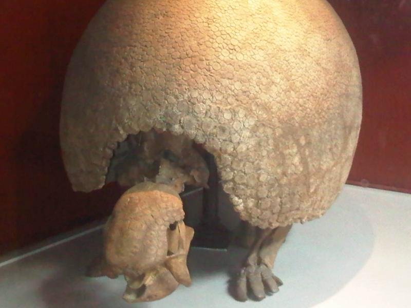 Glyptodon's Ancient Relatives (image credits: wikimedia)