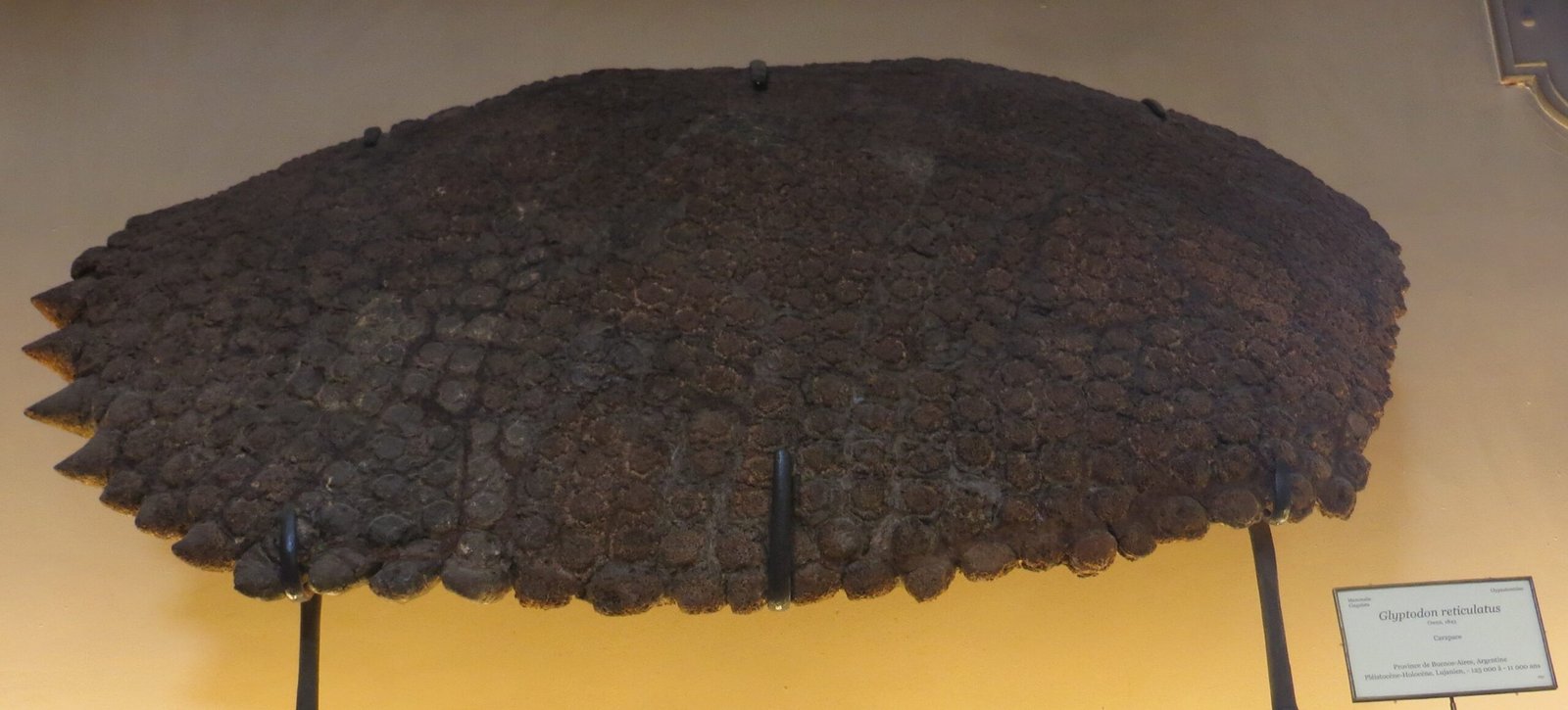 The Mysterious Extinction (image credits: wikimedia)