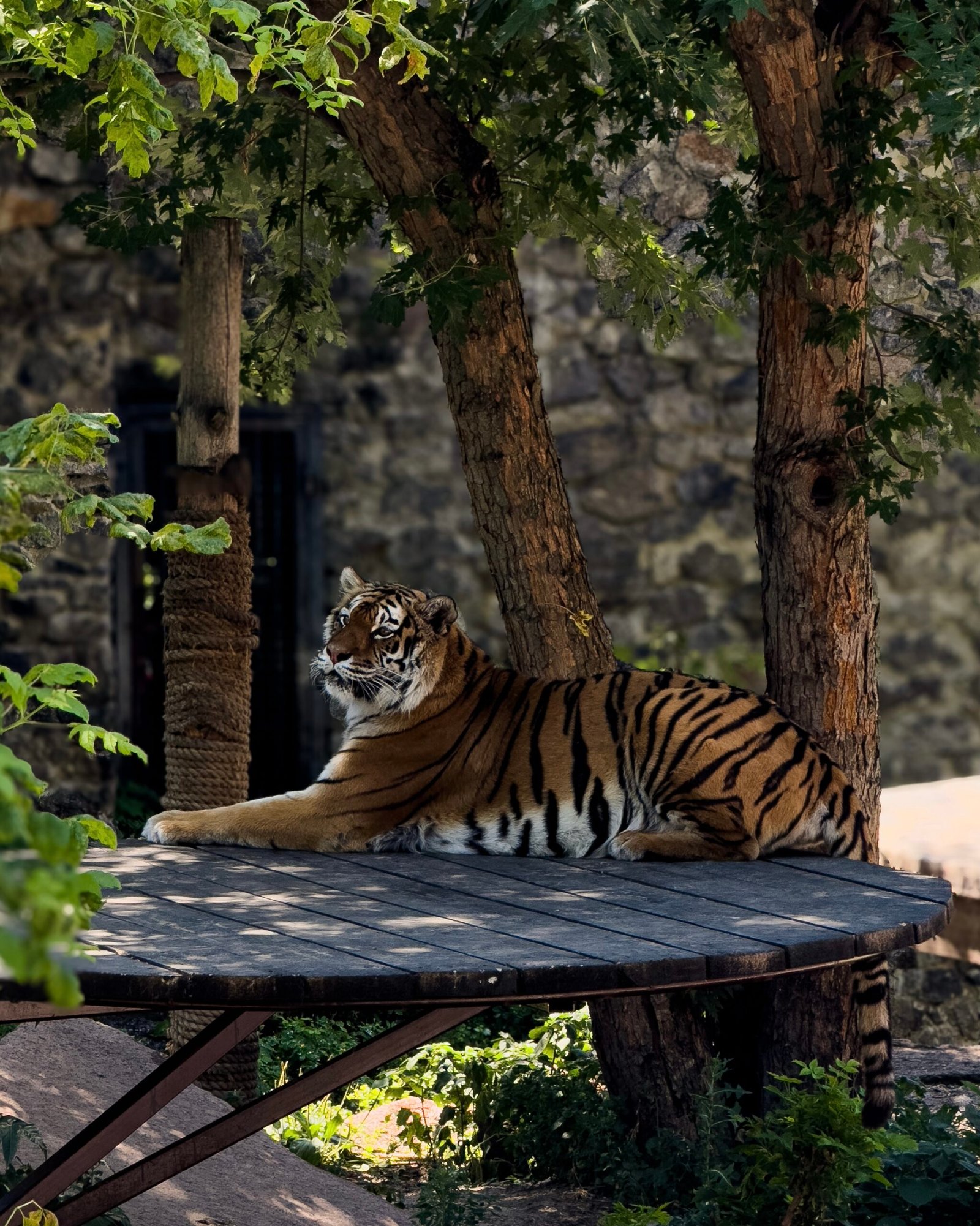 Conservation: More Than Just a Buzzword (image credits: wikimedia)