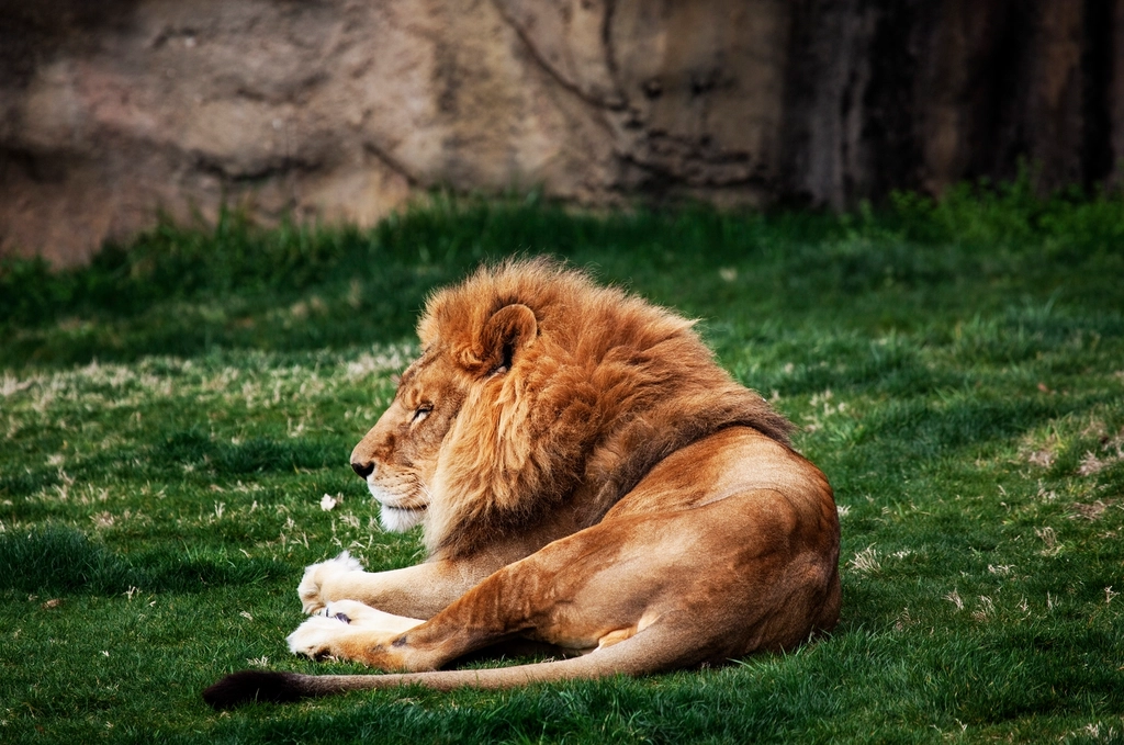 The Role of Zoos in a Changing World (image credits: rawpixel)