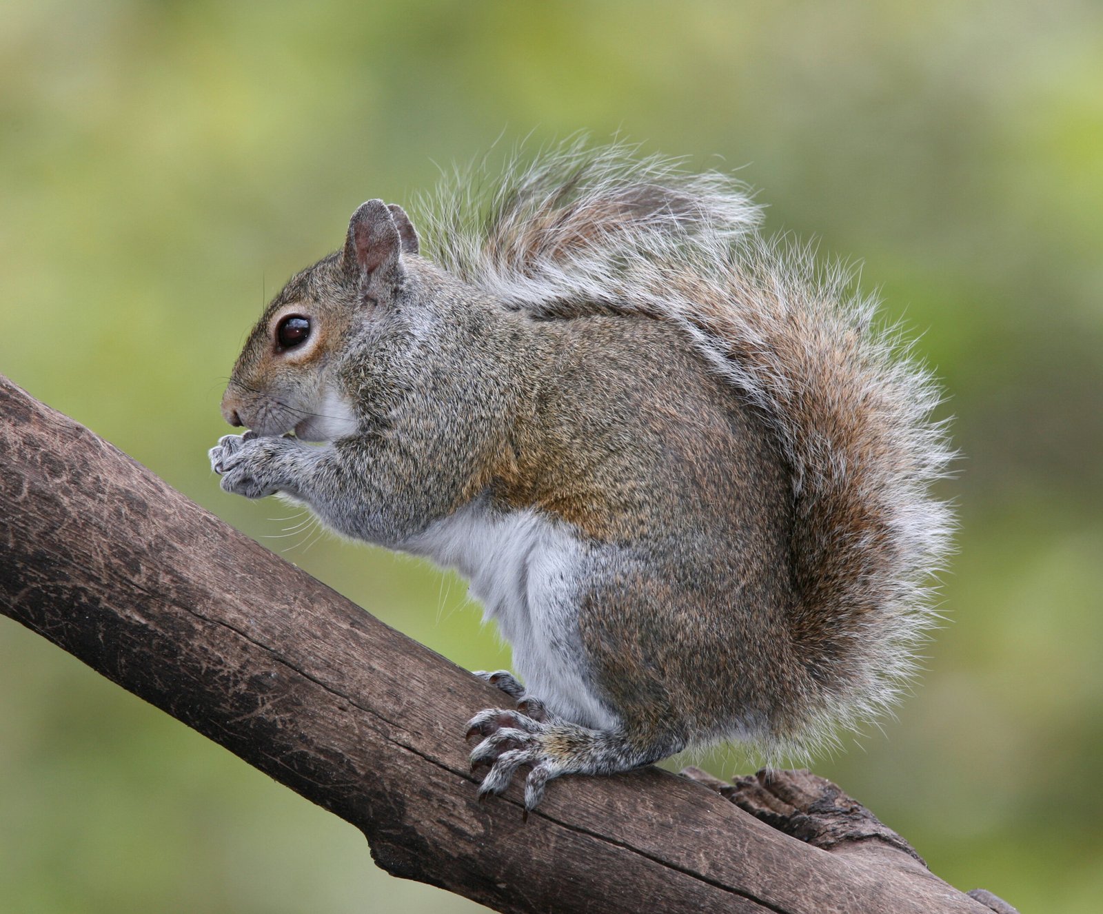 The Arrival of the Grey Squirrel: An Unexpected Invader (image credits: wikimedia)