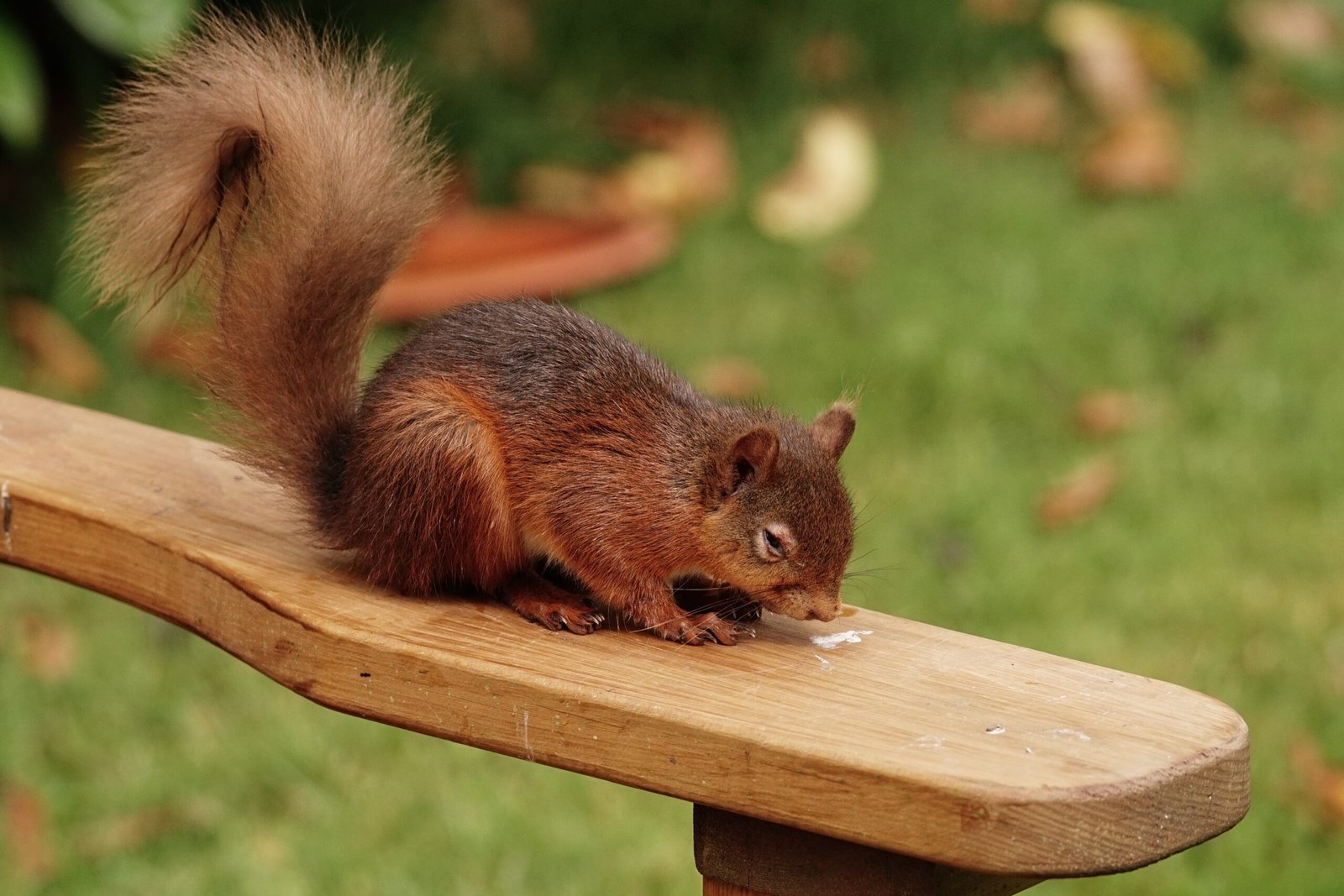 The Silent Killer: Squirrelpox Virus (image credits: wikimedia)