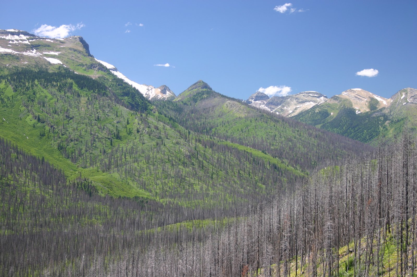 Ecological Impacts: More Than Just Squirrels (image credits: wikimedia)