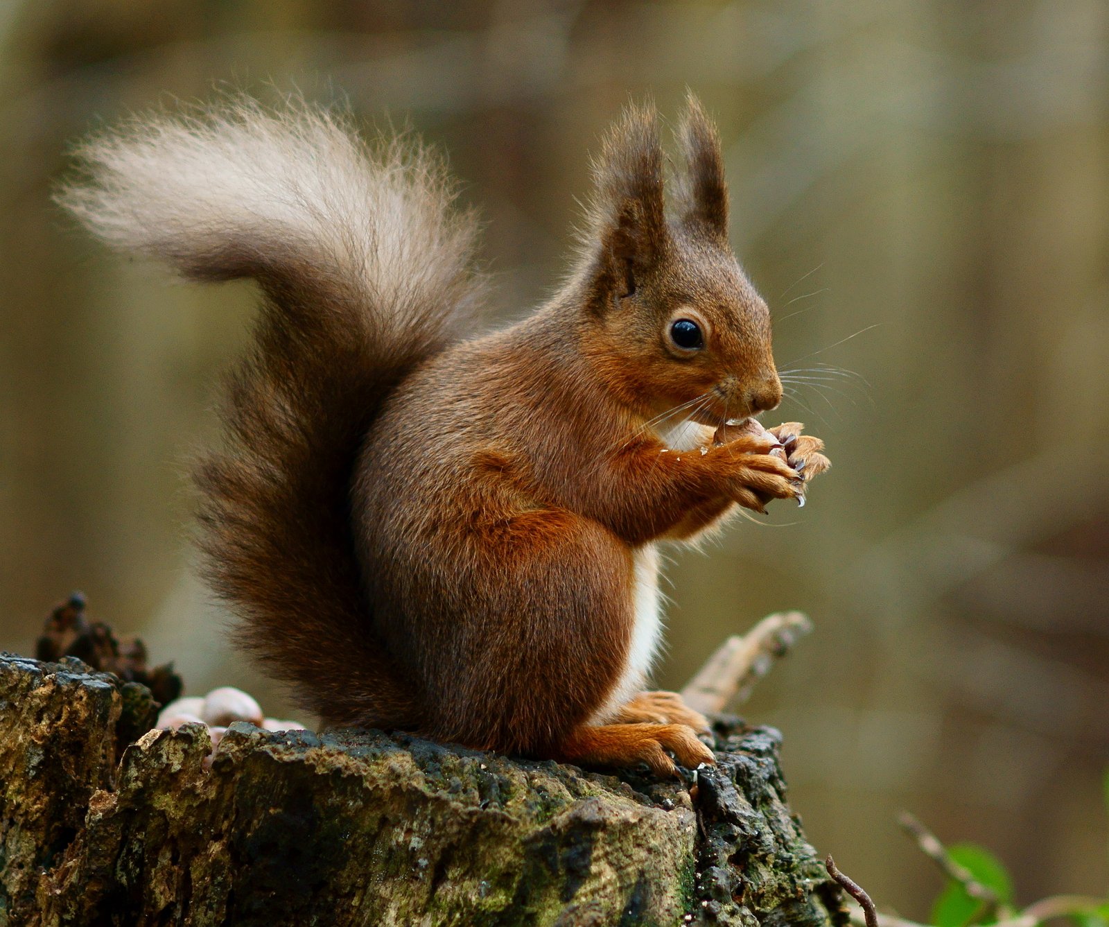 Red Squirrel Strongholds: Islands of Hope (image credits: wikimedia)
