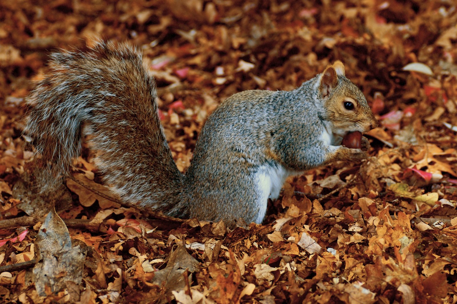 Grey Squirrels: Villain or Victim? (image credits: wikimedia)