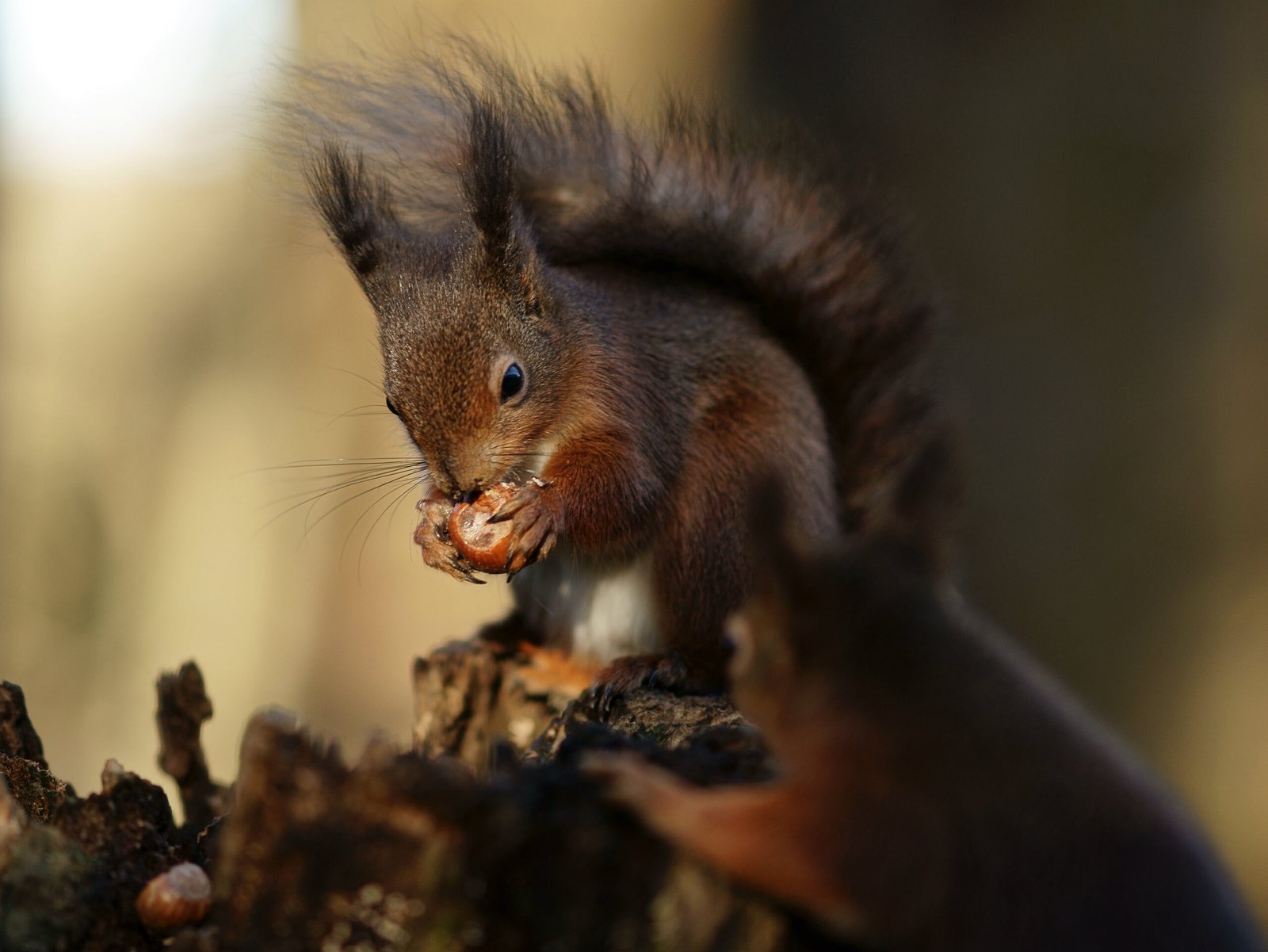 The Future of Squirrels: Lessons for Tomorrow (image credits: wikimedia)