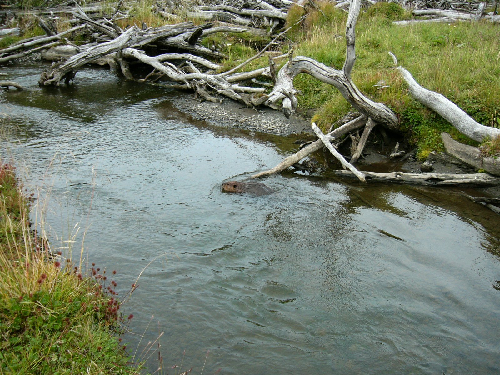 Beavers and Human Communities (image credits: wikimedia)
