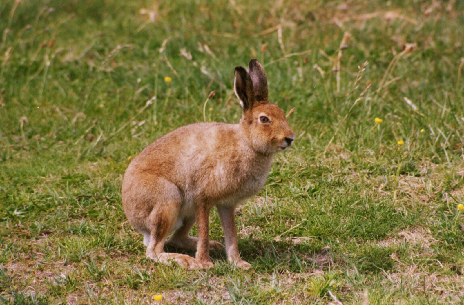 The Irish Hare: Ireland’s Unique Native Mammal (image credits: wikimedia)