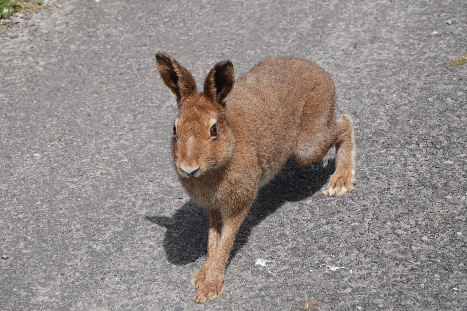 A Shape-Shifter in the Fields (image credits: wikimedia)