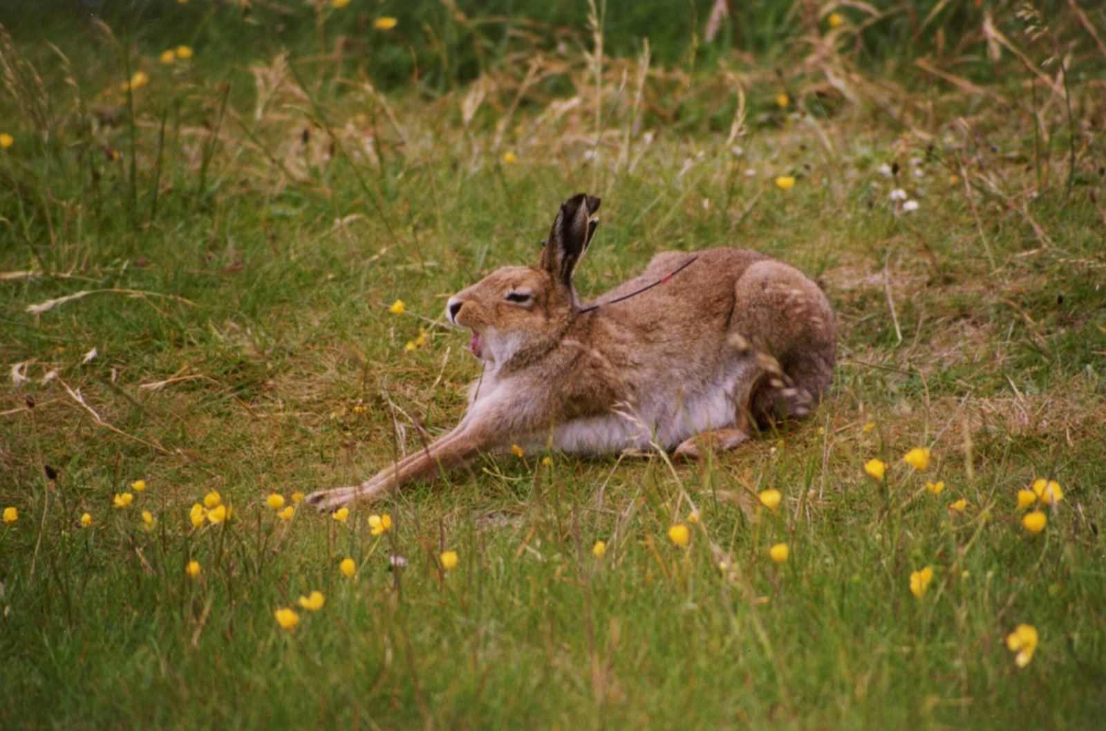 Remarkable Adaptations for Survival (image credits: wikimedia)