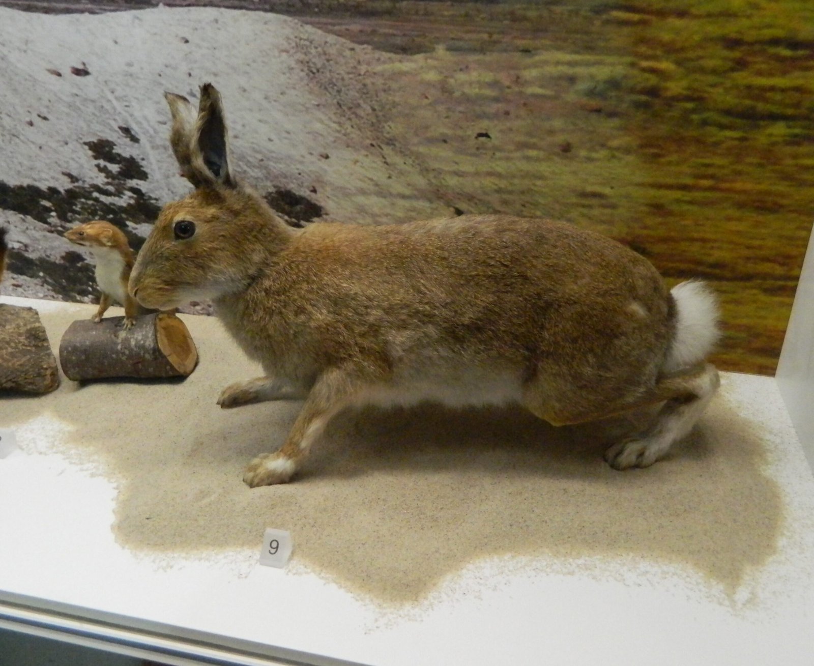 Breeding and the Boxing Season (image credits: wikimedia)