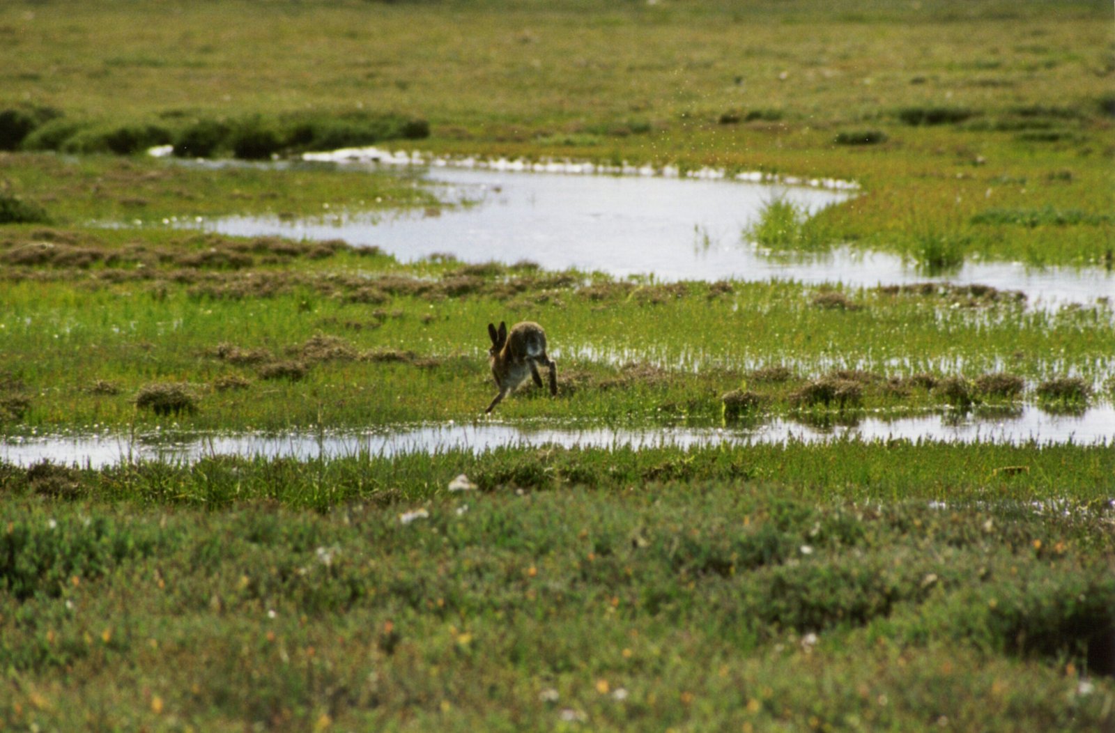 The Hare’s Place in Modern Ireland (image credits: wikimedia)