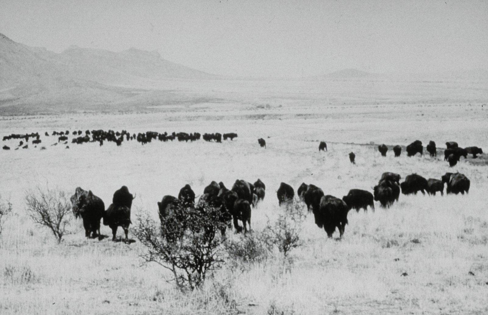 The Buffalo: Icon of the Great Plains (image credits: wikimedia)