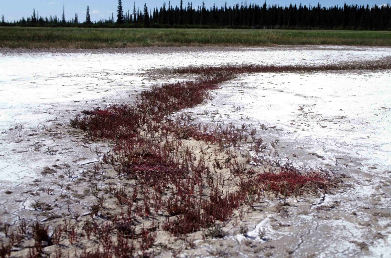 Ecological Collapse: Ripple Effects Across the Plains (image credits: wikimedia)
