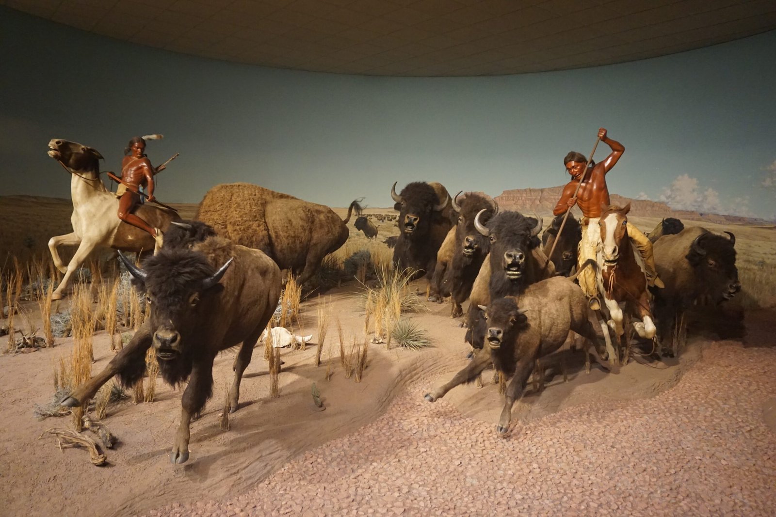 Buffalo in Culture: From Loss to Renewal (image credits: wikimedia)