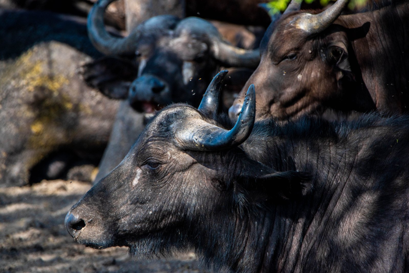 The Science of Restoration: Buffalo as Ecosystem Engineers (image credits: wikimedia)